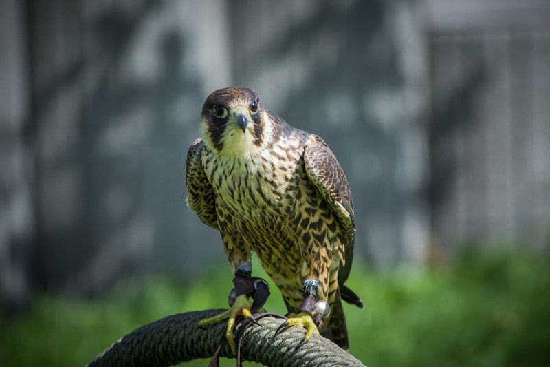 Bird Control Lymington