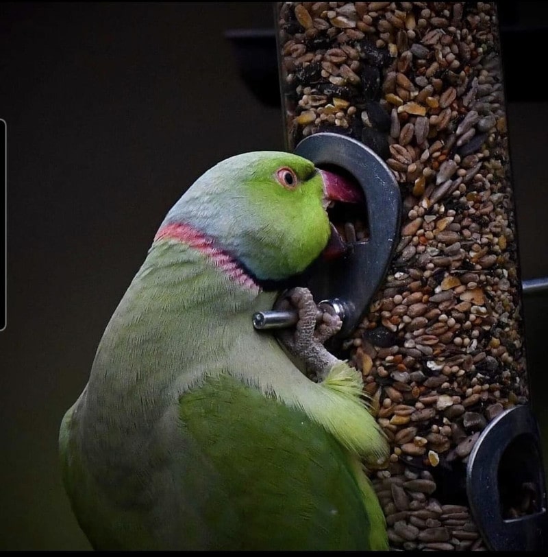 Ring-Necked Parakeet